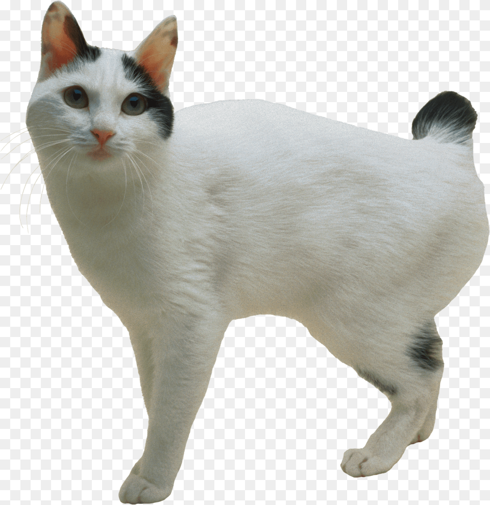 Cat, Animal, Mammal, Manx, Pet Png Image