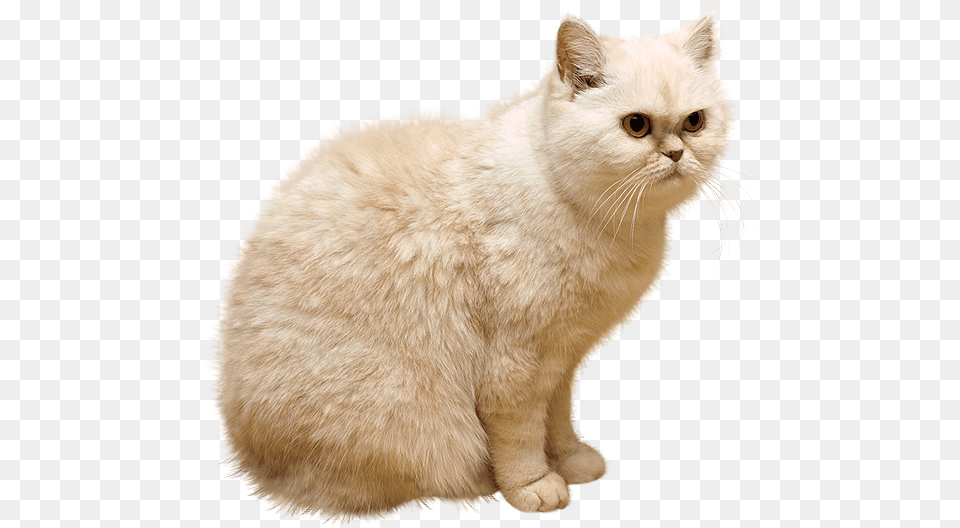 Cat, Angora, Animal, Mammal, Pet Free Png Download