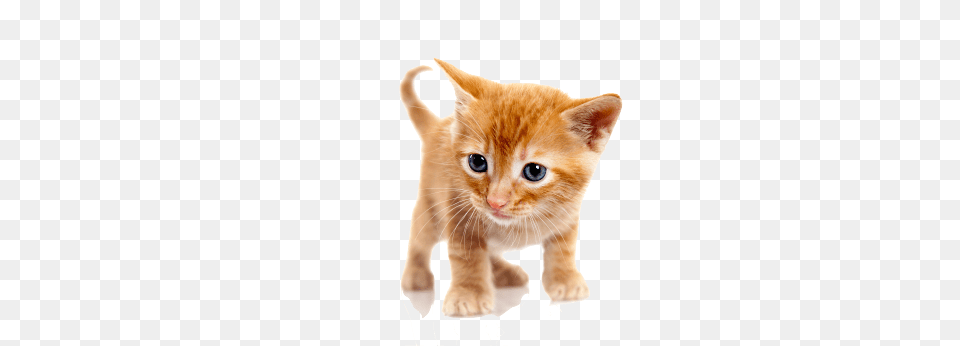 Cat, Animal, Kitten, Mammal, Pet Png