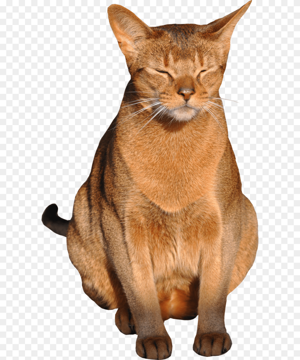 Cat, Abyssinian, Animal, Mammal, Pet Free Transparent Png