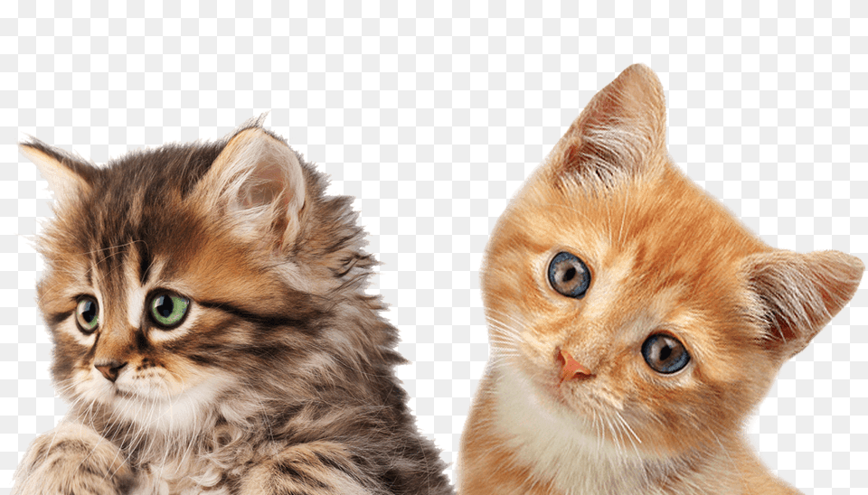 Cat, Animal, Kitten, Mammal, Pet Png Image