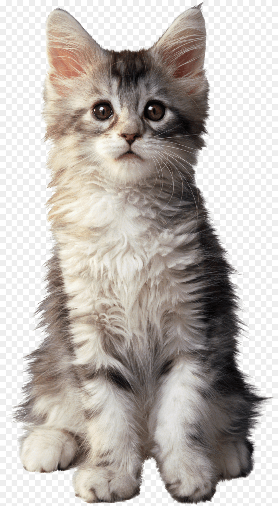 Cat Free Png Download