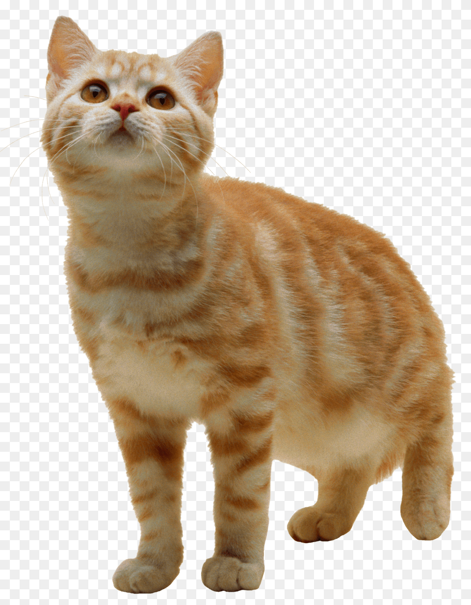 Cat, Animal, Mammal, Manx, Pet Free Png Download