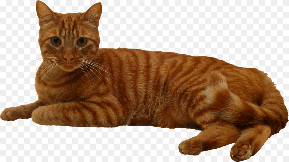 Cat, Animal, Mammal, Manx, Pet Png Image