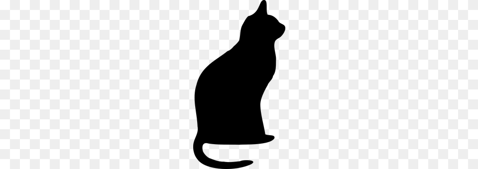 Cat Gray Free Transparent Png