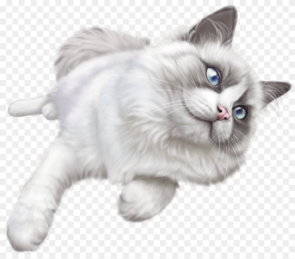 Cat, Angora, Animal, Mammal, Pet Png