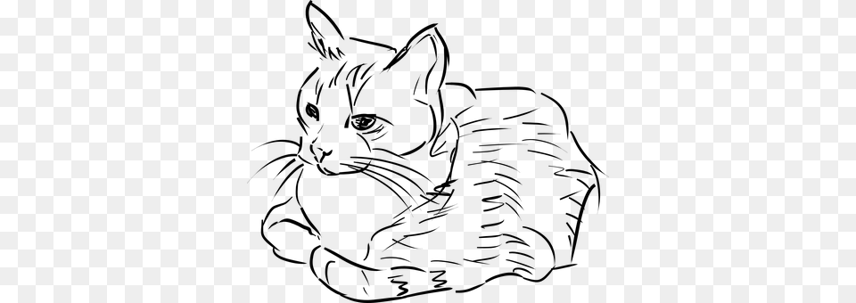 Cat Gray Png