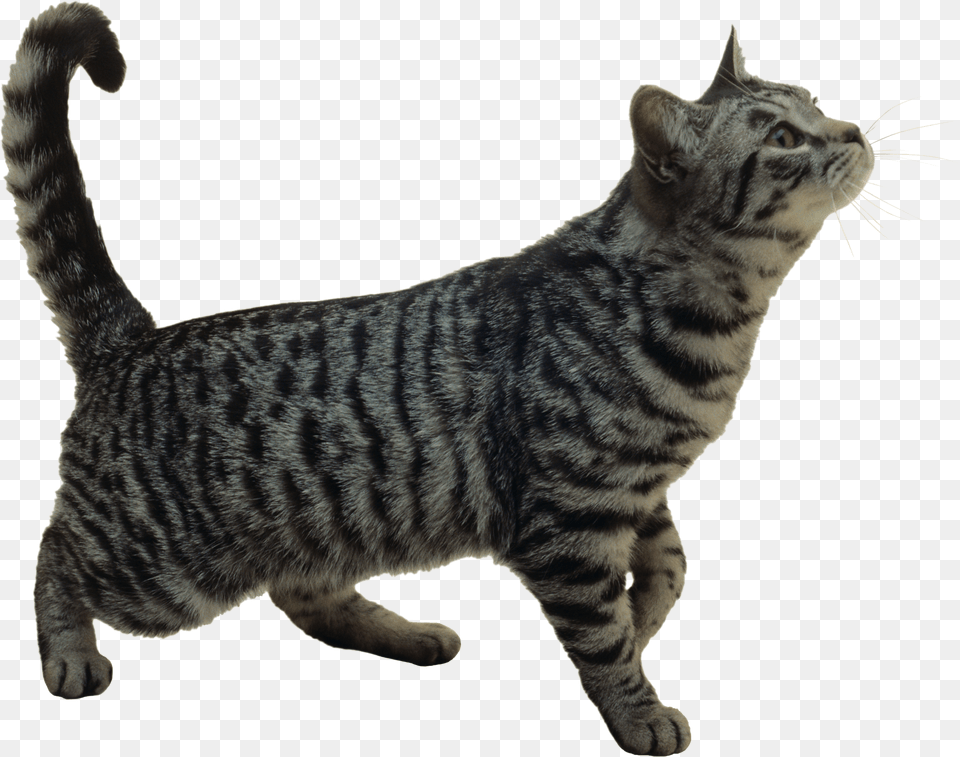 Cat, Animal, Mammal, Manx, Pet Png