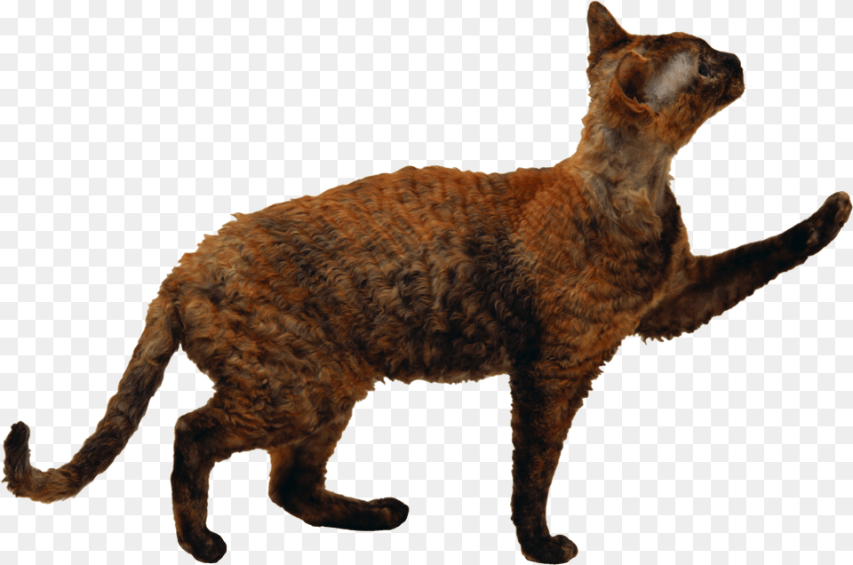 Cat, Animal, Mammal, Pet Free Png