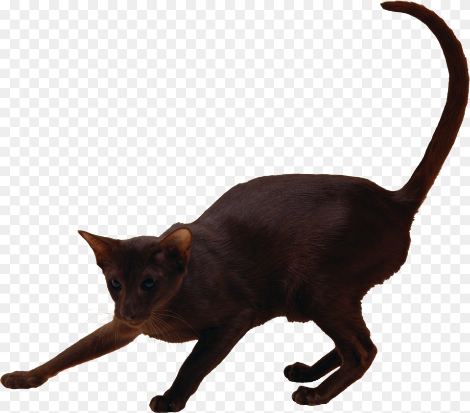 Cat, Animal, Mammal, Pet, Abyssinian Free Png Download