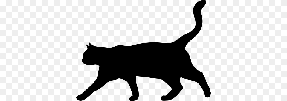 Cat Gray Free Transparent Png