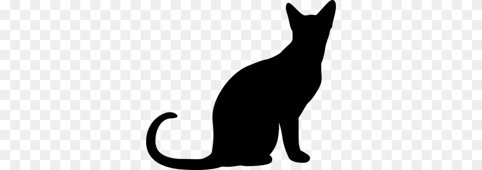 Cat Gray Free Transparent Png