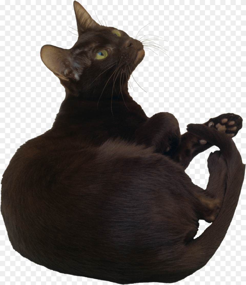Cat, Animal, Mammal, Pet, Black Cat Png Image