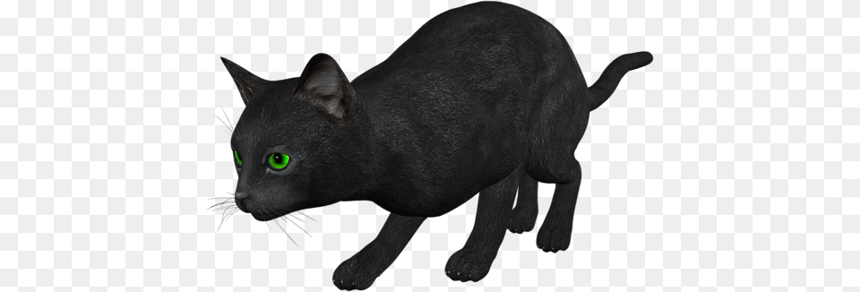 Cat, Animal, Mammal, Pet, Black Cat Free Png Download