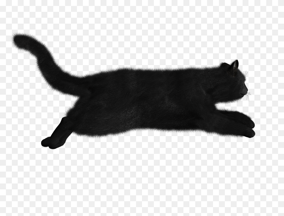 Cat, Silhouette, Home Decor, Animal, Pet Free Png