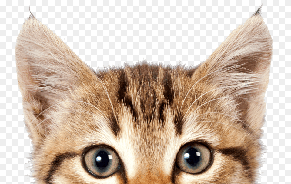 Cat, Animal, Kitten, Mammal, Pet Free Transparent Png