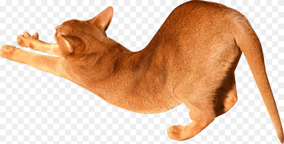 Cat, Abyssinian, Animal, Mammal, Pet Png