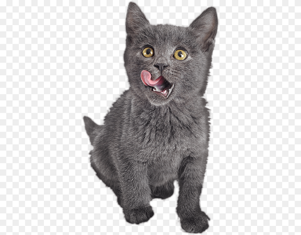 Cat, Body Part, Mouth, Person, Tongue Png