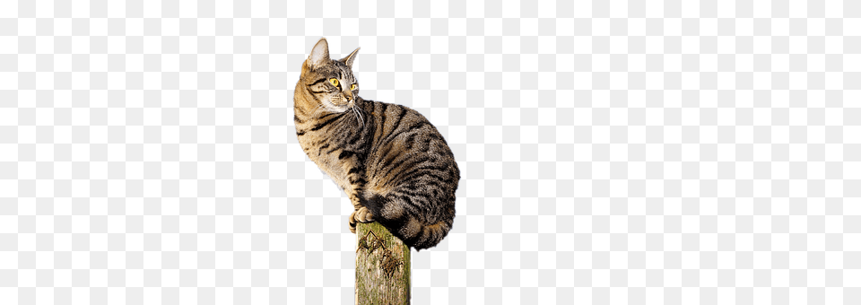 Cat Animal, Mammal, Manx, Pet Png Image