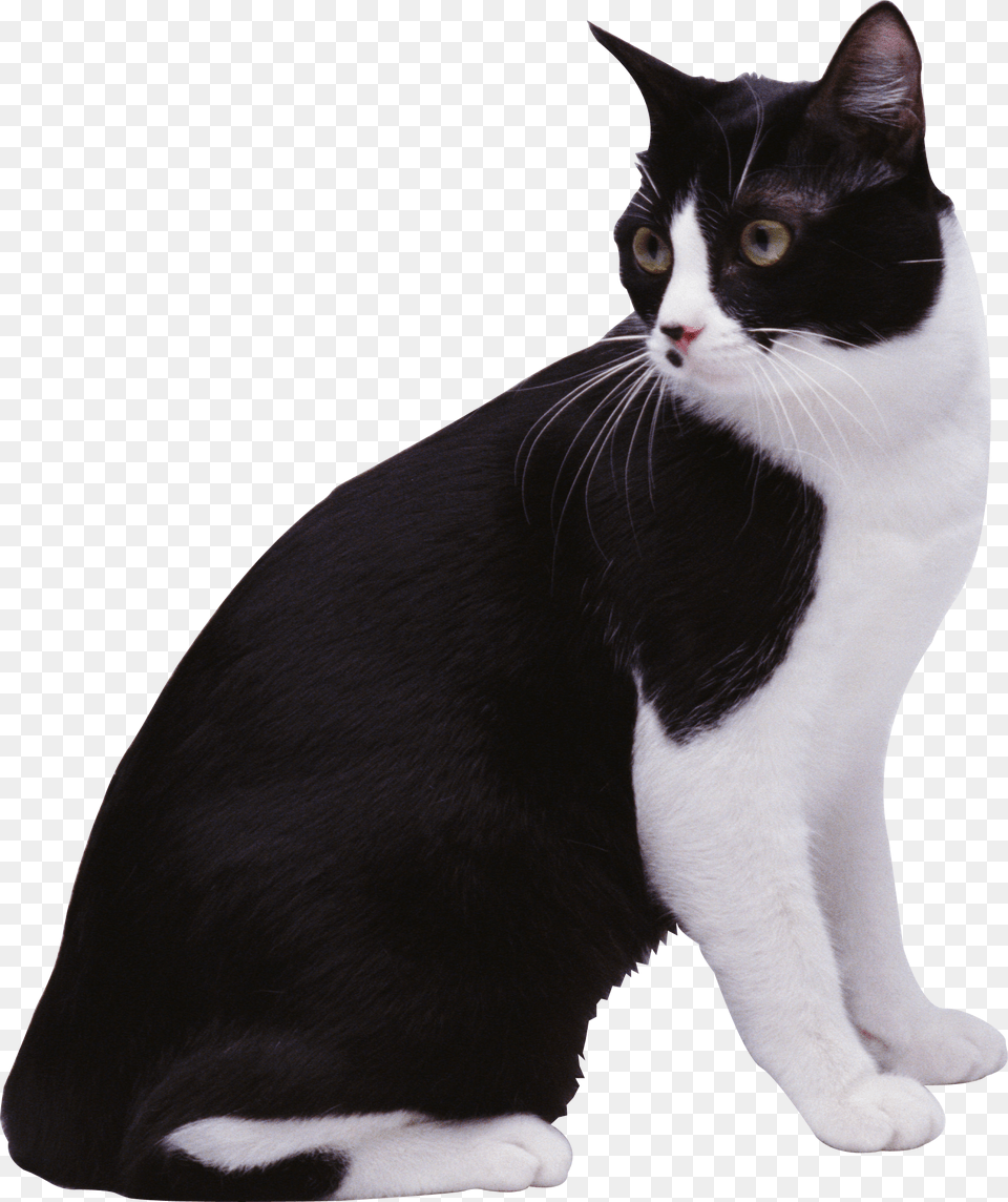 Cat, Animal, Mammal, Manx, Pet Png