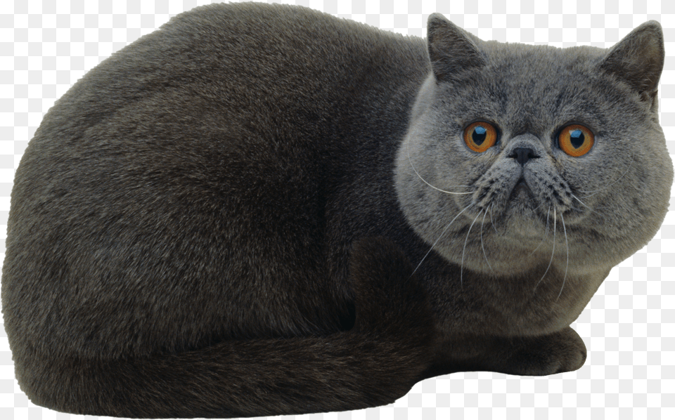 Cat Free Png