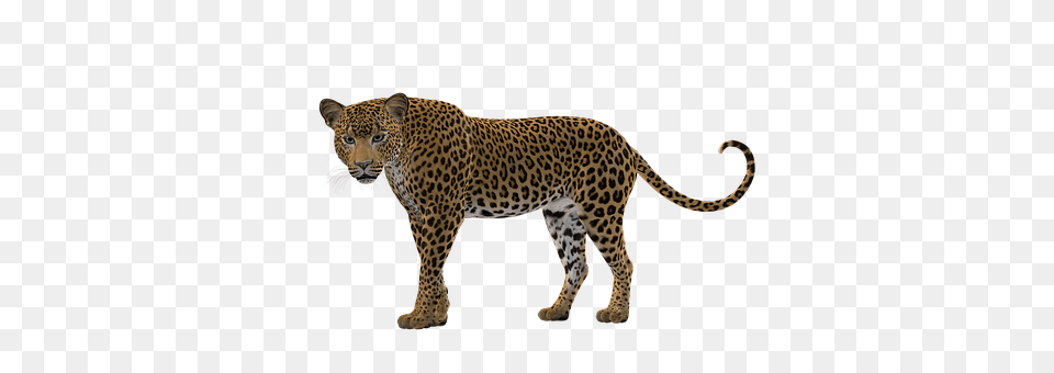 Cat Animal, Mammal, Panther, Wildlife Png