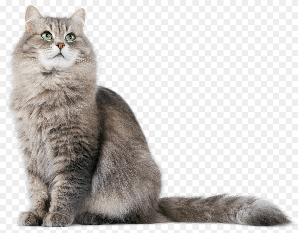 Cat, Angora, Animal, Mammal, Pet Free Transparent Png