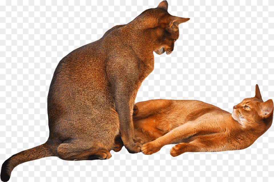 Cat 2 Cats Background, Abyssinian, Animal, Mammal, Pet Png Image