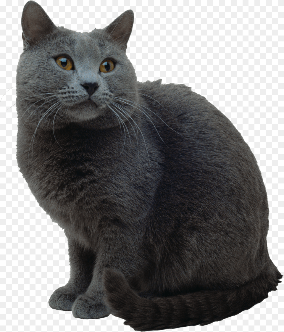 Cat, Animal, Mammal, Pet, Manx Free Png Download