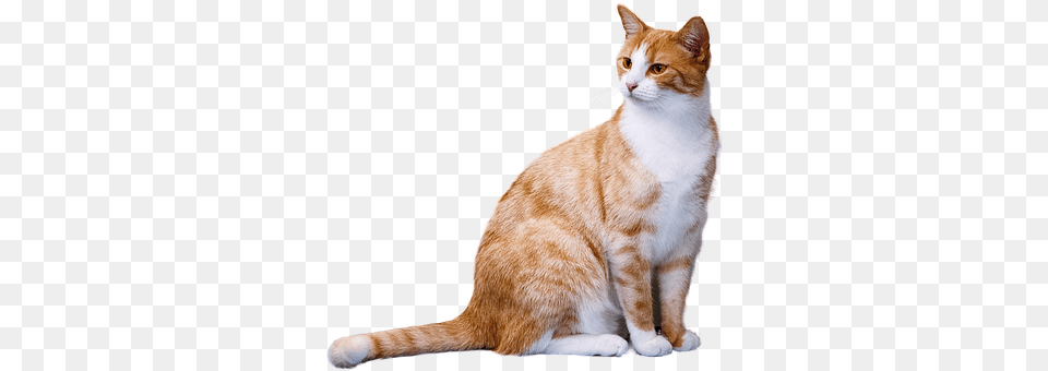 Cat Animal, Mammal, Manx, Pet Free Png Download