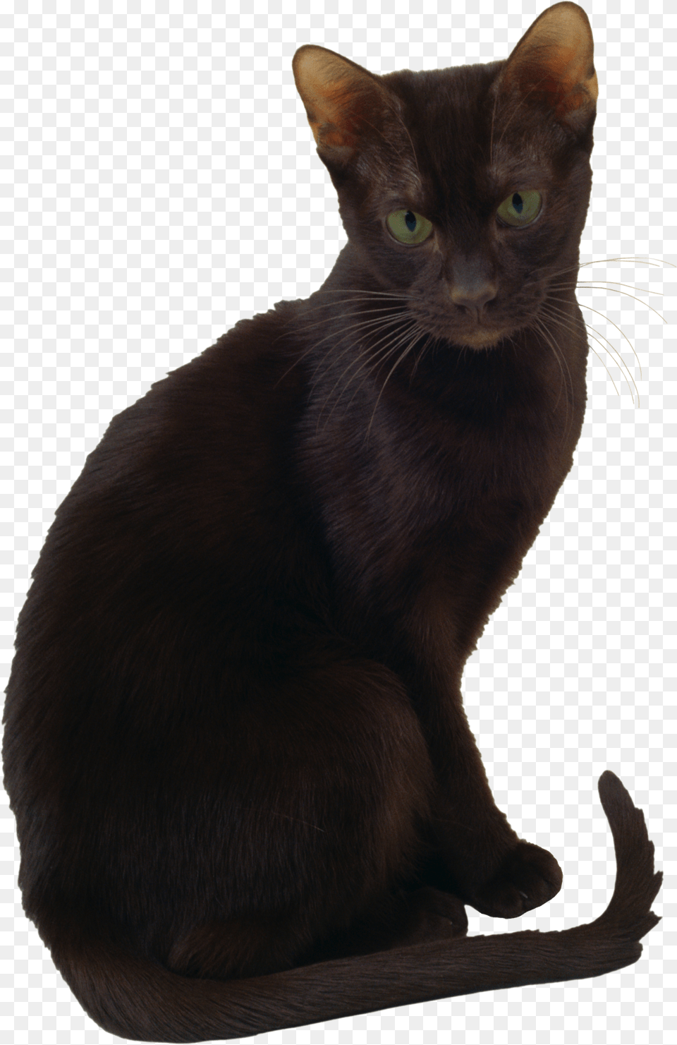 Cat, Animal, Mammal, Pet, Black Cat Png Image
