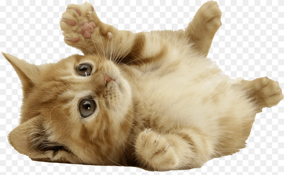 Cat, Animal, Kitten, Mammal, Pet Png Image