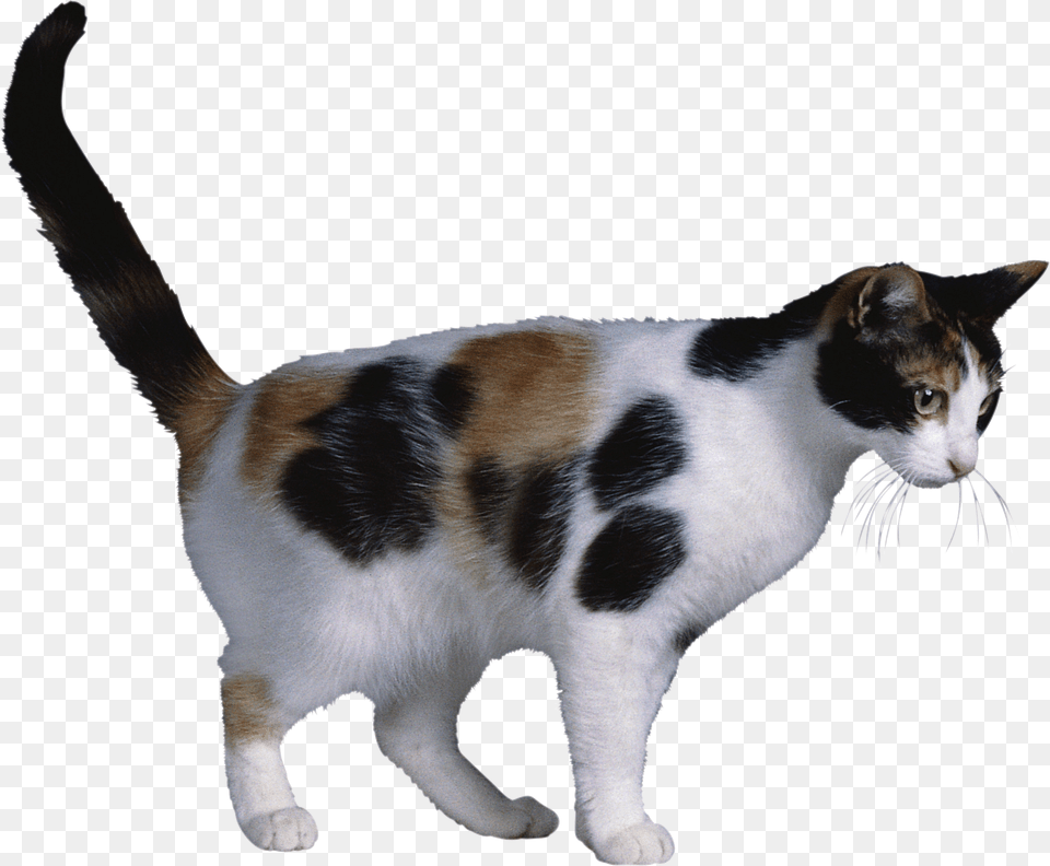 Cat, Animal, Mammal, Manx, Pet Png