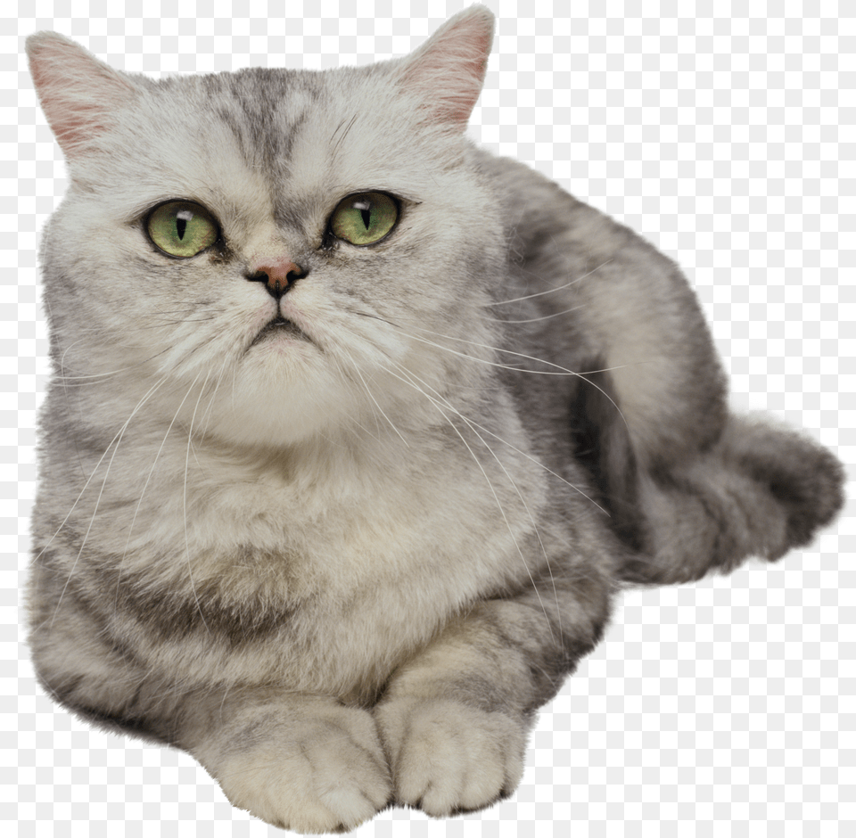 Cat Free Transparent Png