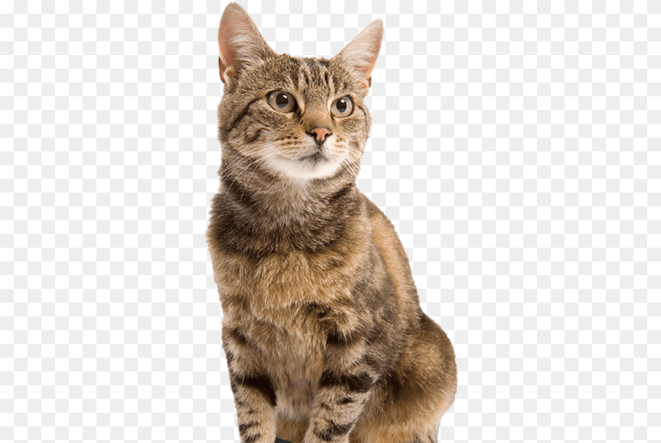 Cat 2213 Arenero Con Borde De Colores Y Pala Para Su Gato, Animal, Mammal, Manx, Pet Png Image