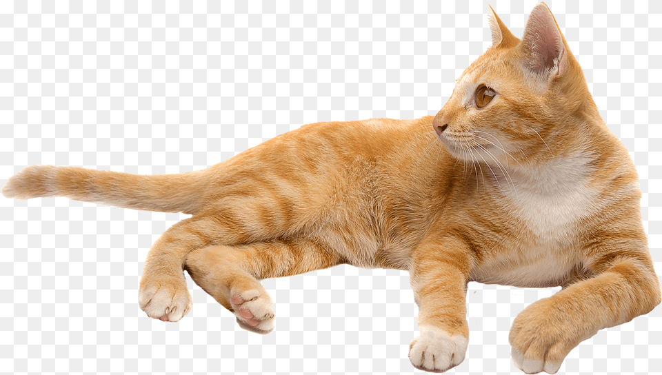 Cat, Animal, Mammal, Manx, Pet Png Image