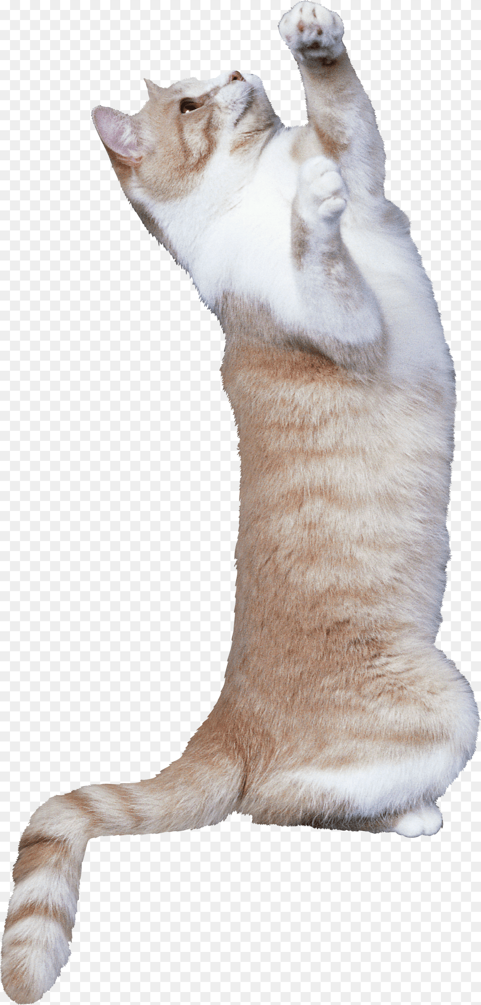 Cat, Animal, Mammal, Pet, Angora Free Png Download