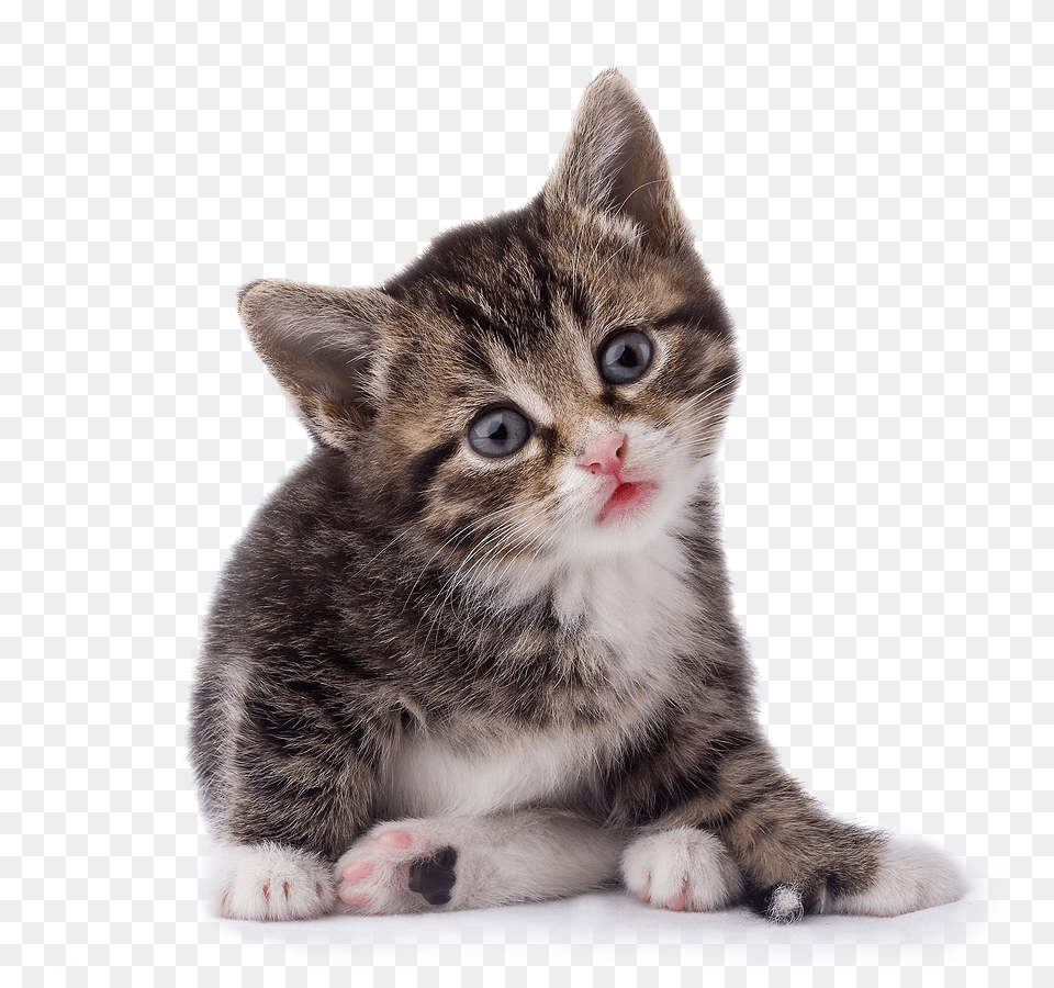 Cat, Animal, Kitten, Mammal, Pet Free Png