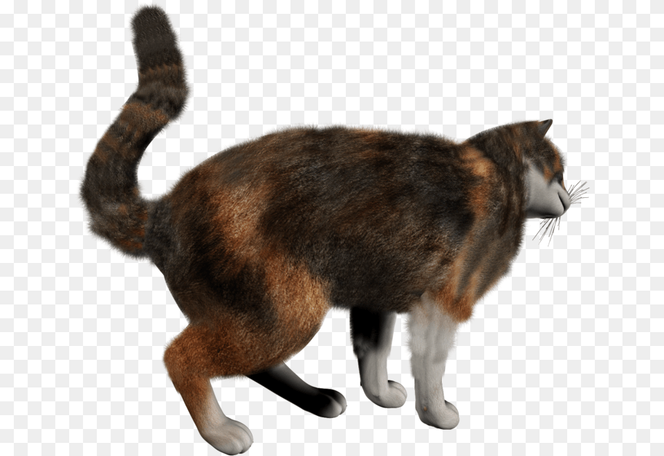 Cat, Animal, Mammal, Manx, Pet Png Image