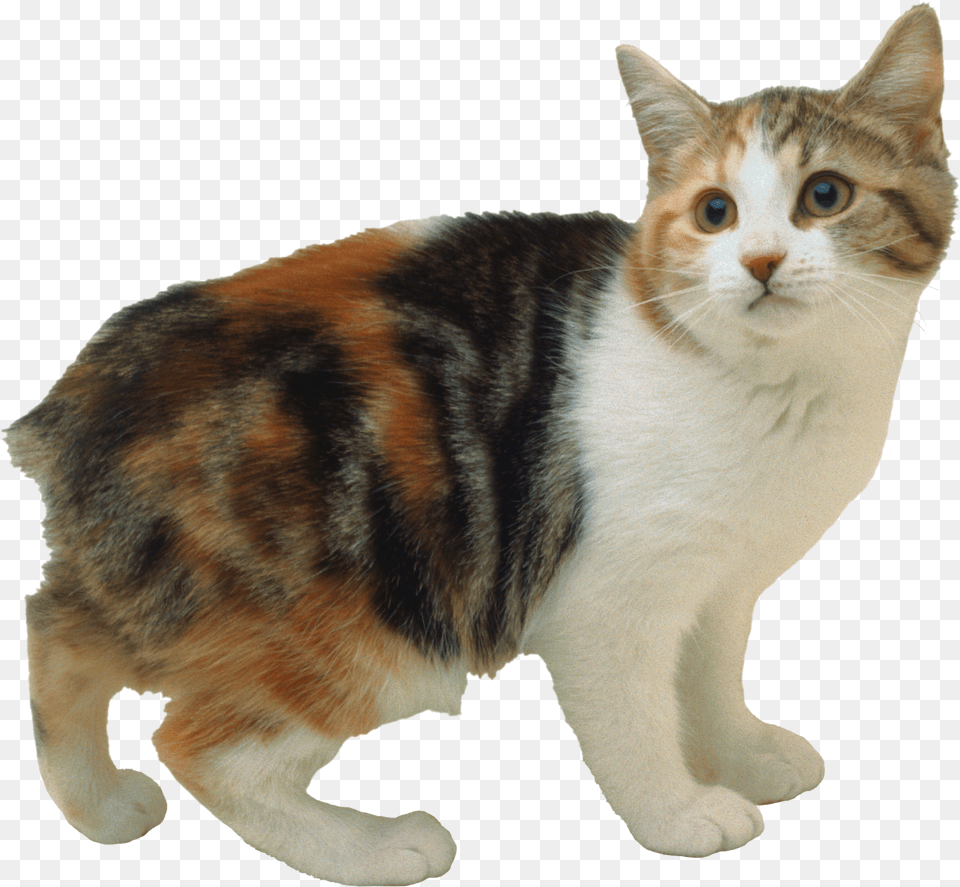 Cat, Animal, Mammal, Manx, Pet Free Png Download