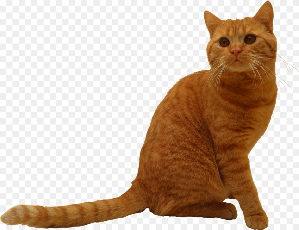 Cat, Animal, Mammal, Pet, Manx Free Png