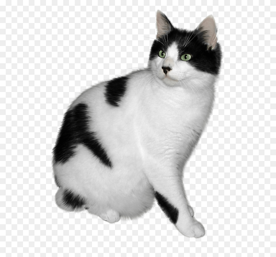 Cat, Animal, Mammal, Manx, Pet Free Transparent Png