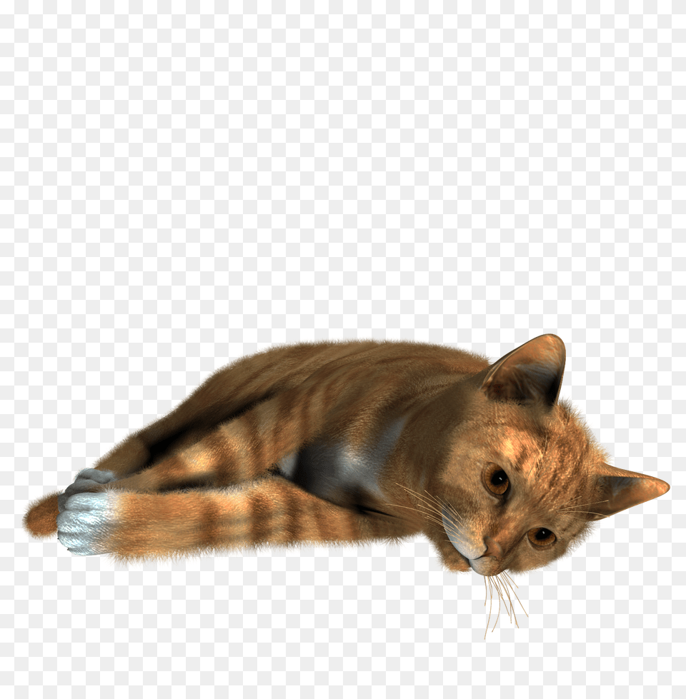 Cat, Animal, Mammal, Manx, Pet Free Png