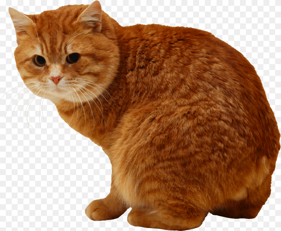 Cat, Animal, Mammal, Manx, Pet Free Transparent Png