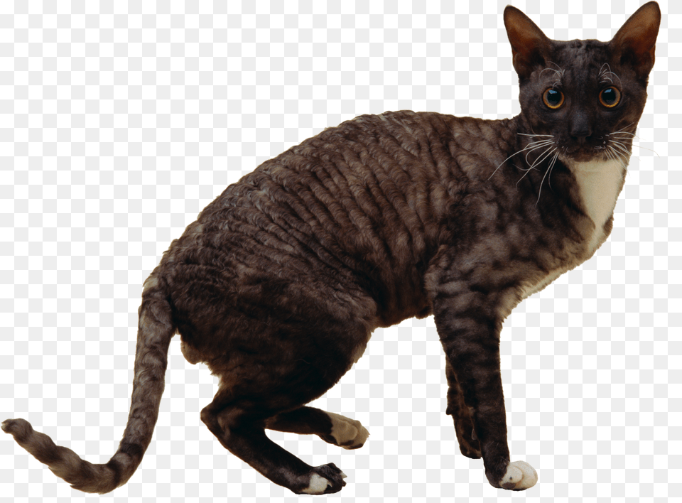 Cat, Animal, Mammal, Pet, Manx Png Image