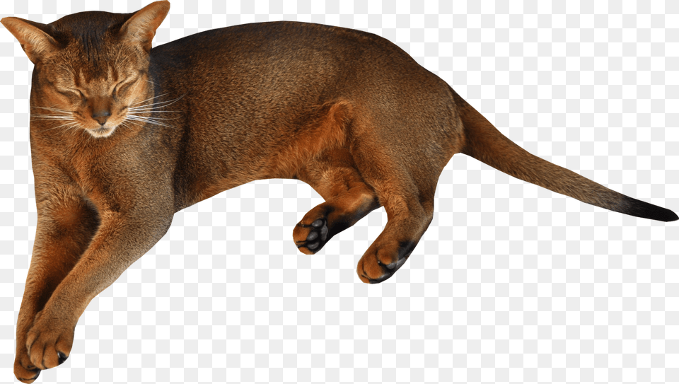 Cat, Abyssinian, Animal, Mammal, Pet Free Png