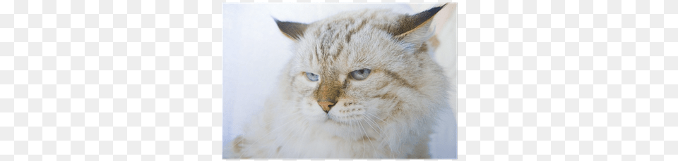 Cat, Animal, Mammal, Pet, Siamese Free Png