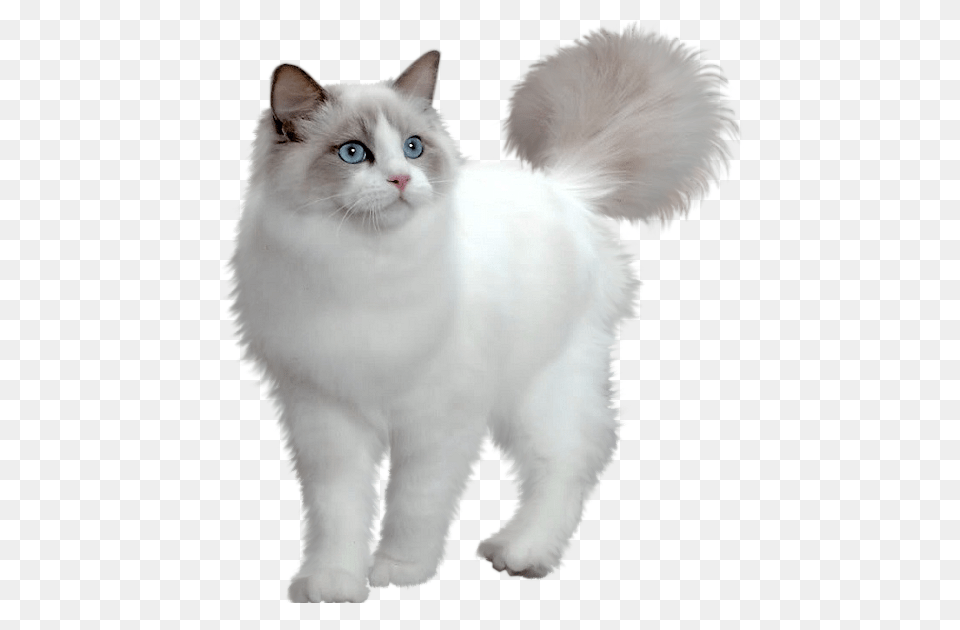 Cat, Angora, Animal, Mammal, Pet Png Image