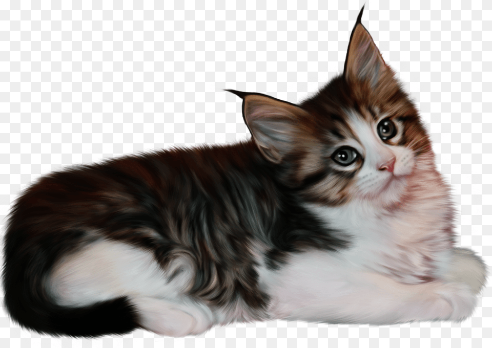 Cat, Animal, Kitten, Mammal, Manx Free Transparent Png