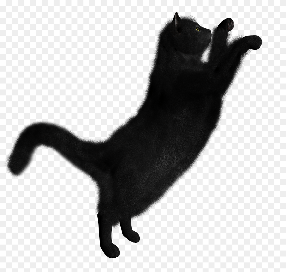 Cat, Silhouette, Animal, Mammal, Panther Free Png